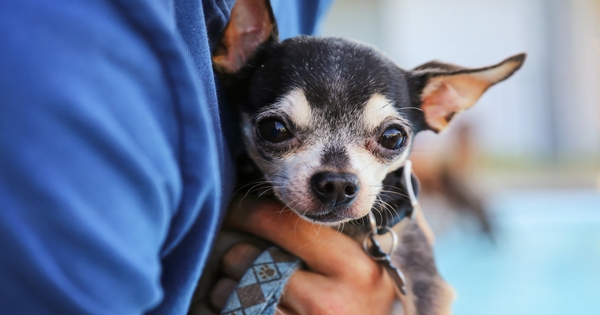 How to Help Your Pet Through a Disaster Event