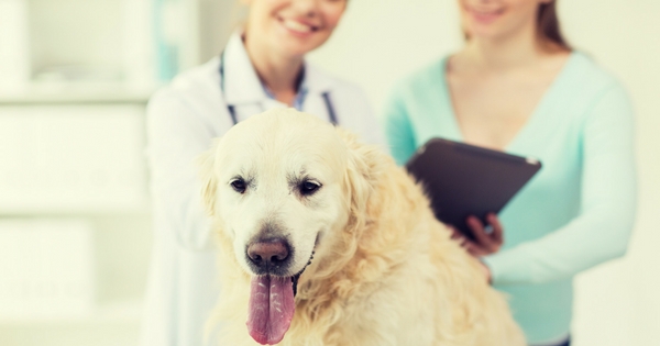 Pet Health_ Illnesses to Watch Out For-315