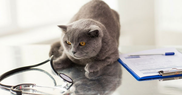 The-Importance-of-Wellness-Exams-for-your-Pet