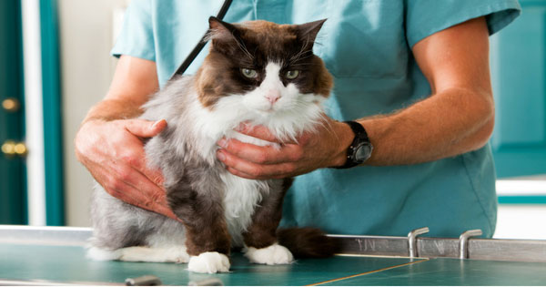 9 Cat Diseases Easily Prevented with Vaccination and Deworming