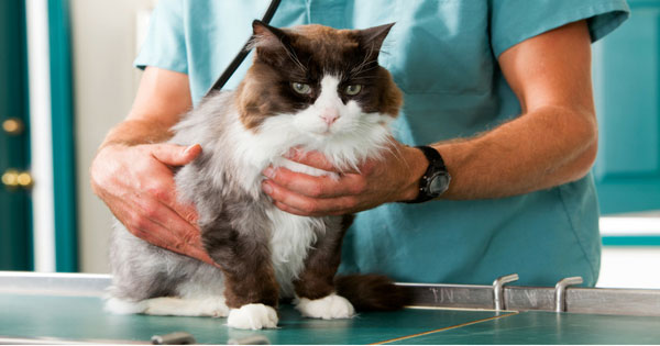 Cat sick best sale after vaccination