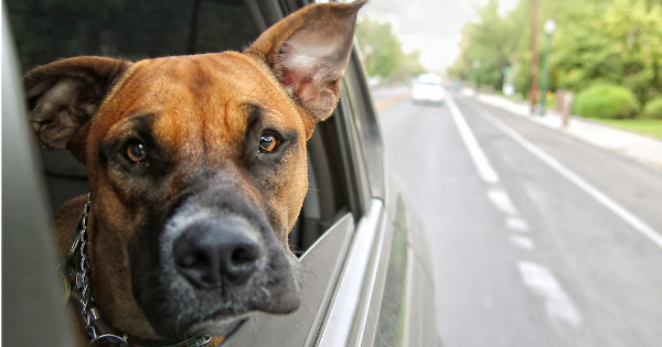 Travel Safely with your Pet