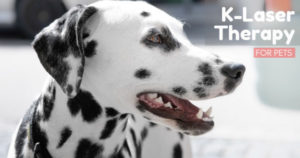 The-Benefits-of-K-Laser-Therapy-for-Pets