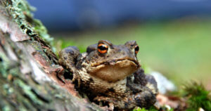 Bufo-Cane-Toad-Toxicity-and-Your-Pet
