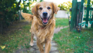 Older pet: Golden retriever dog
