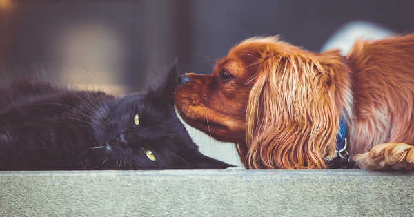 How-Blood-Work-Can-Benefit-Your-Pets-Health