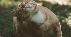 Pet allergies: cat scratching it's ear.