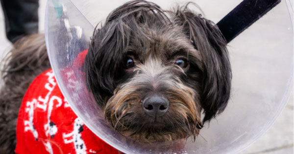 How to care for your pet-before and after surgery.