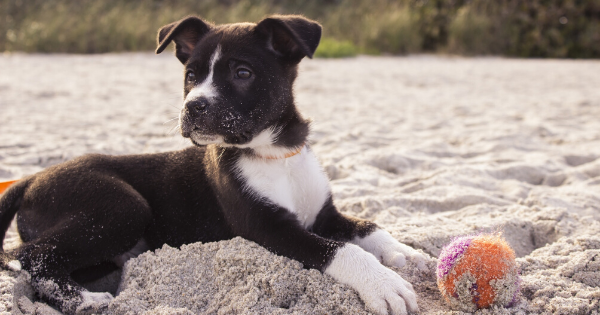 5-Top-Summer-Pet-Care-Tips