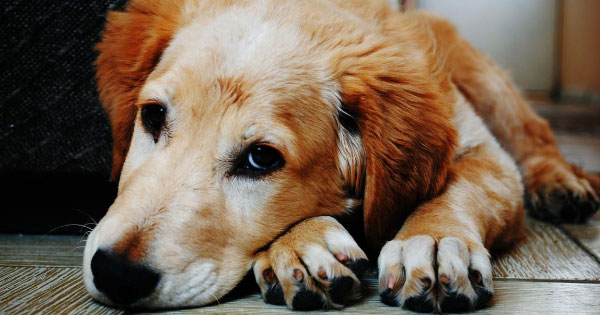 Pet dog with an ear infection.