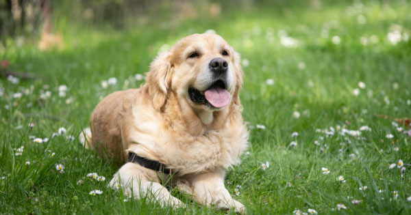 Overweight pet golden retriever. 