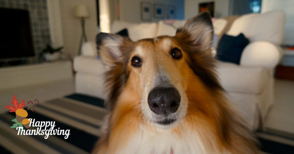 Close up of Collie dog at Thanksgiving. 