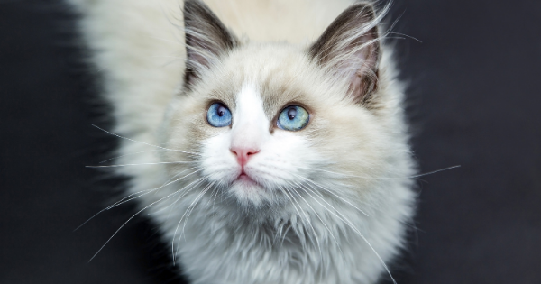 Healthy white fluffy cat after annual wellness exam. 