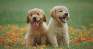 2 golden retriever puppies sitting on green grass.