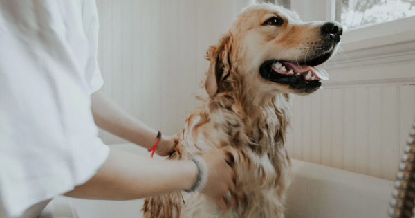 Flea treatment for a clearance puppy