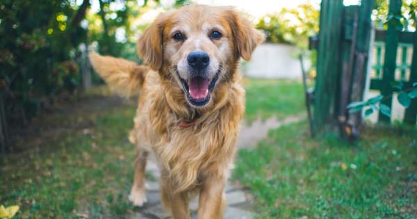 Golden Retriever dog standing on pathway.