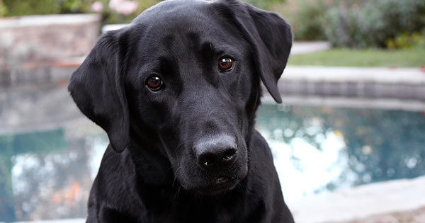 Close up of black lab.