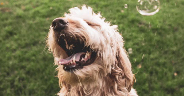 Close up of fluffy dog mouth wide open showing off good dental health.