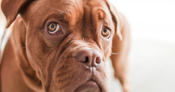 Anxious pet dog.