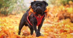 Black pug in fall leaves.
