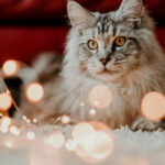 Holiday tips for healthy pets. Cat with holiday decorations.