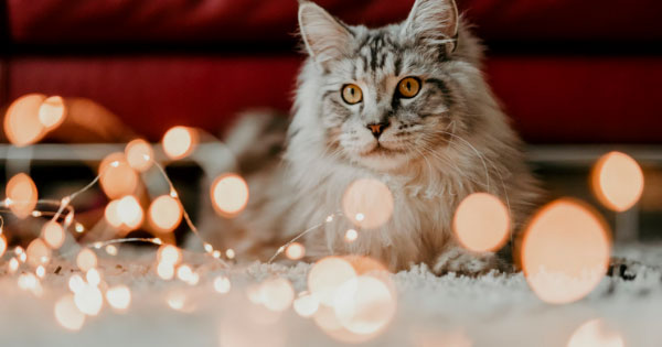 Holiday tips for healthy pets. Cat with holiday decorations.