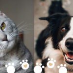 Gray cat and black and white dog. Vaccines and Deworming for pets.