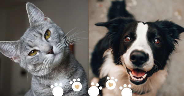 Gray cat and black and white dog. Vaccines and Deworming for pets.