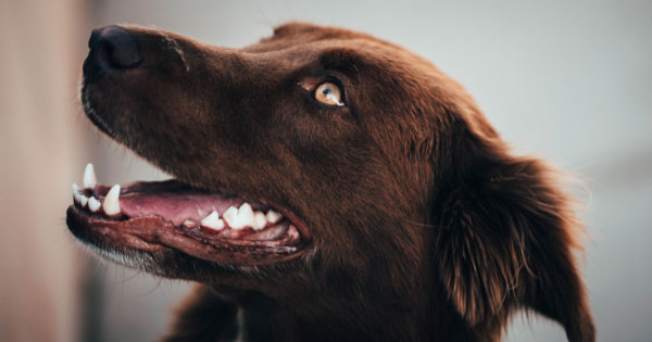 Brush Your Pets Teeth. Chocolate lab is ready. 