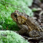 Toad poisoning in pets.