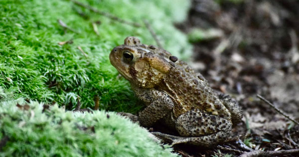 Toad poisoning in pets.