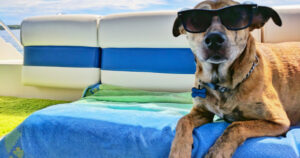 Dog with sunglasses on, summer's here –Avoid-Heatstroke-in-Pets