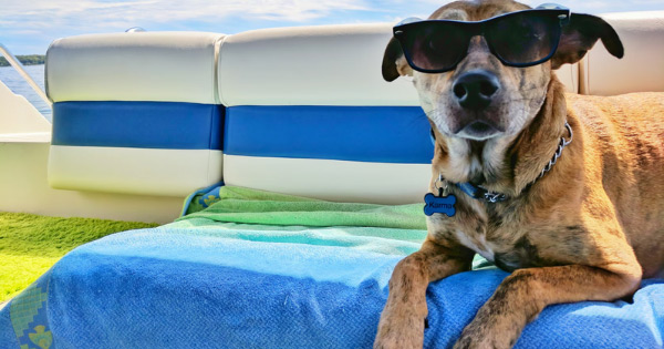 how-to-avoid-heatstroke-in-pets-naples-coastal-animal-hospital