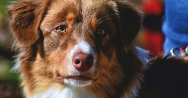 Close up of a cute brown and white dog.