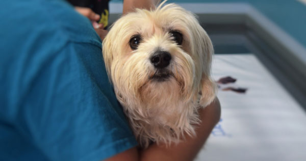 Vet holding a fluffy dog before its immunization. 