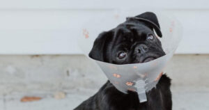 Black pug with a cone in surgery recovery.