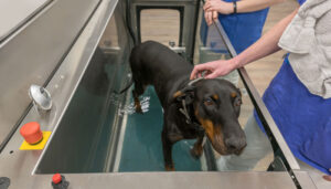 Alternative therapy options for pets. Dog in a hydrotherapy tank.