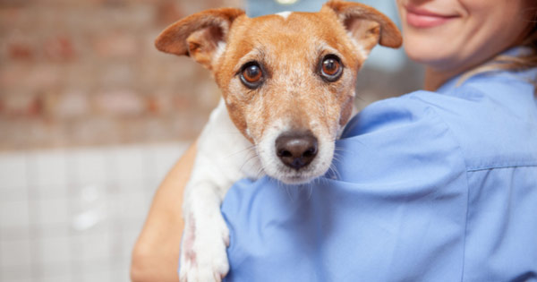 Dog getting an annual wellness check. 