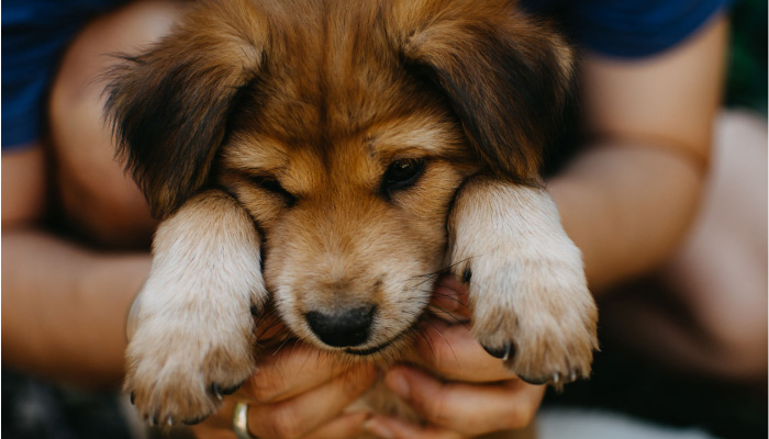 Close up: Person holding a new pet puppy.