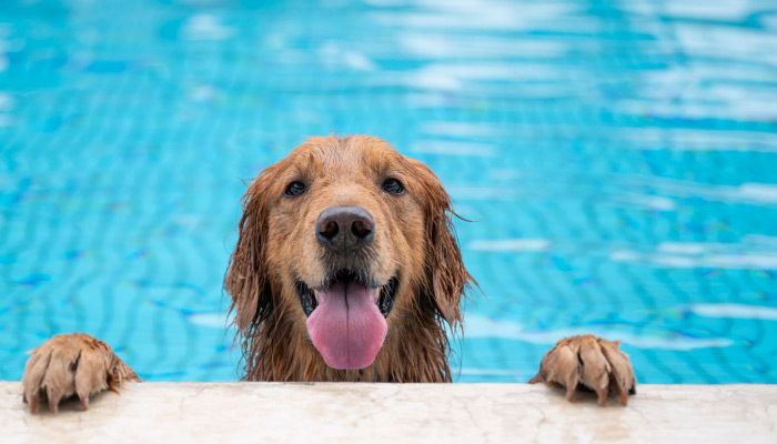 Dog in a pool keeping cool. 