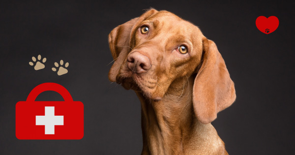 Pet dog with an emergency kit.